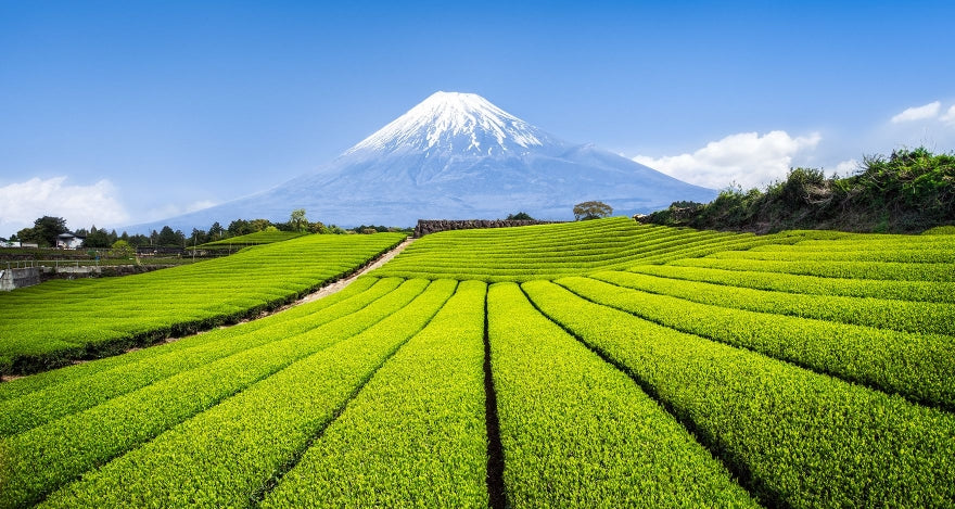 Matcha 101: What Is Matcha and Why It’s Special – Senchoju