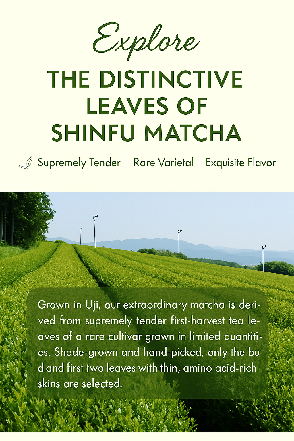 Shinfu Ceremonial Matcha – Premium Uji Japanese Matcha 30g